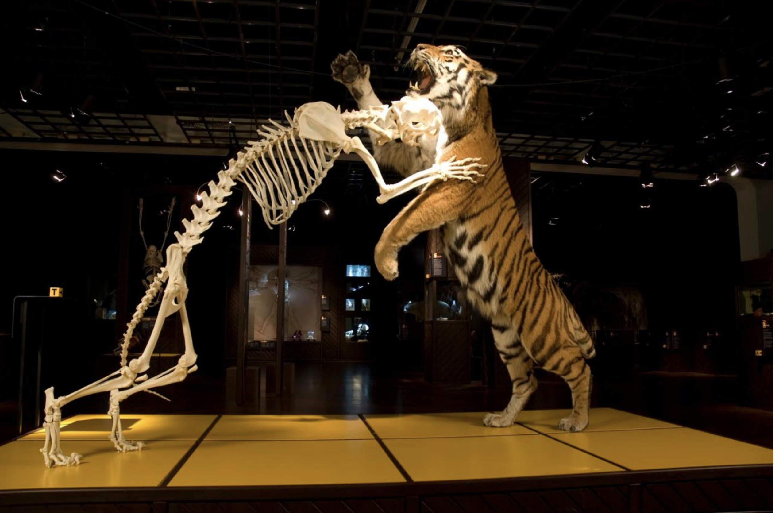 Exhibition display